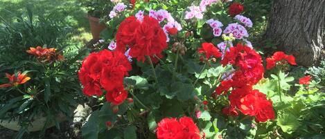Un jardín con flores rojas y rosas, el tronco de un árbol y un césped.