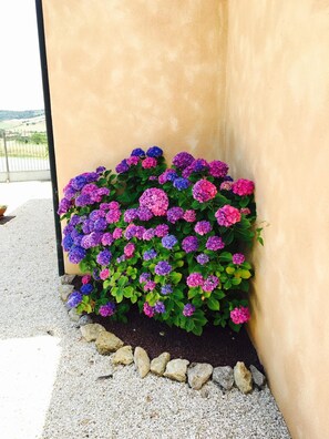 Property grounds - B&B 8380 (Manciano)