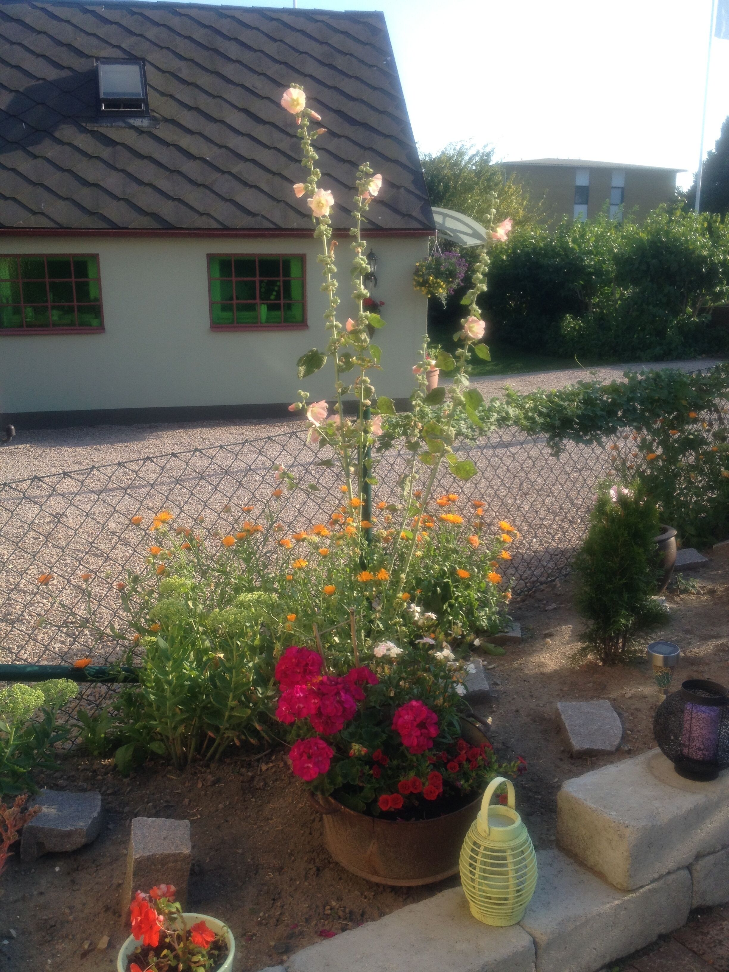 A garden with various flowers and plants, a fence, and a building with green windows in the background.