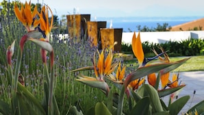 Een tuin met vogelparadijsbloemen en lavendel, met uitzicht op de oceaan op de achtergrond.