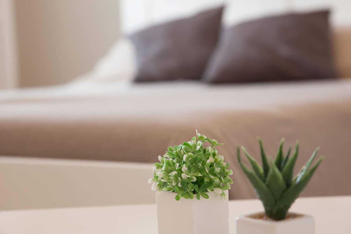 Una planta pequeña en una maceta sobre una mesa, con un fondo desenfocado de una cama y almohadas.