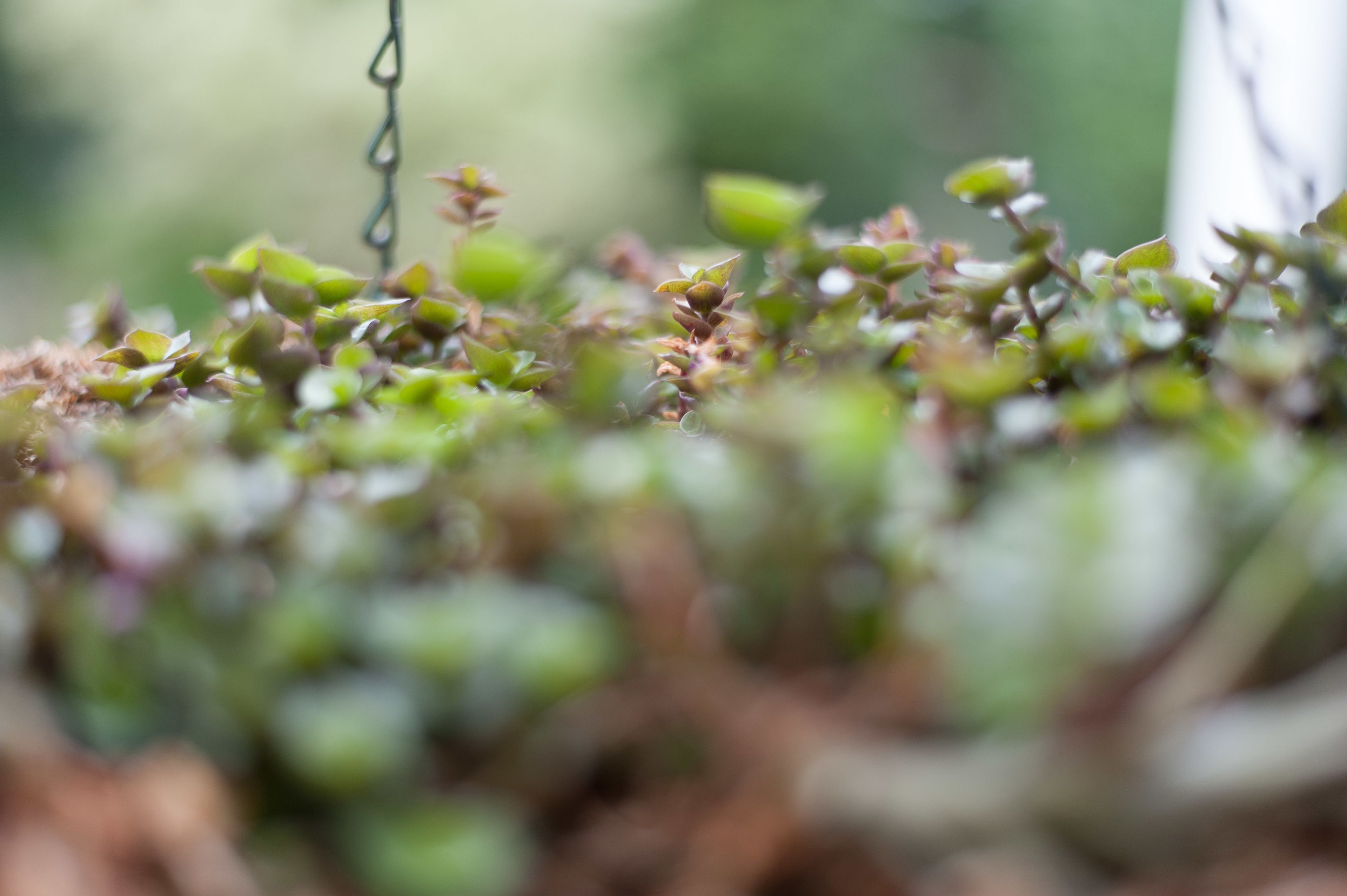 A close-up of a hanging plant with small green leaves and brown stems.