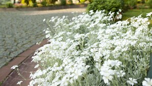 A garden with white flowers and a cobblestone path. - Turquhouse Boutique Hotel (Eyup)
