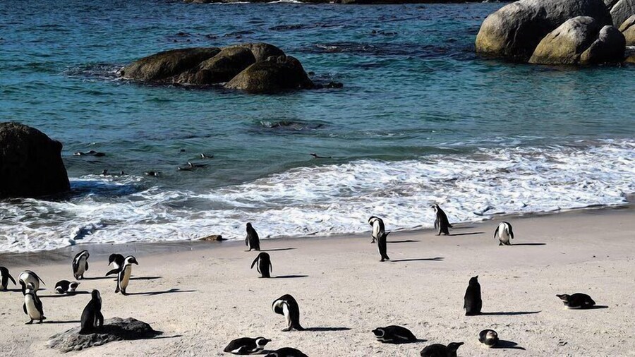 The Grosvenor Guest House