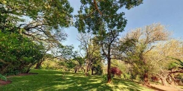 A natural landscape with trees and grass.