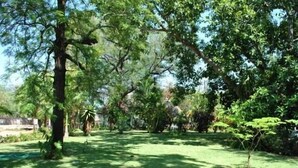 A lush garden with various trees and a well-maintained lawn. - Blue Cottages (Hoedspruit)
