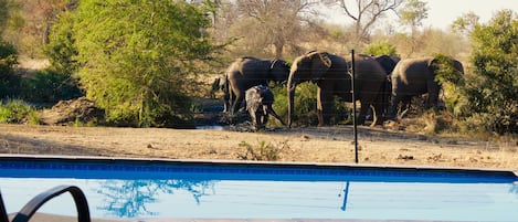 Outdoor pool, sun loungers