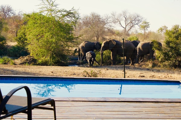 Outdoor pool, sun loungers