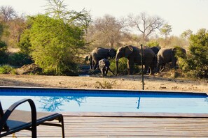 Outdoor pool, pool loungers