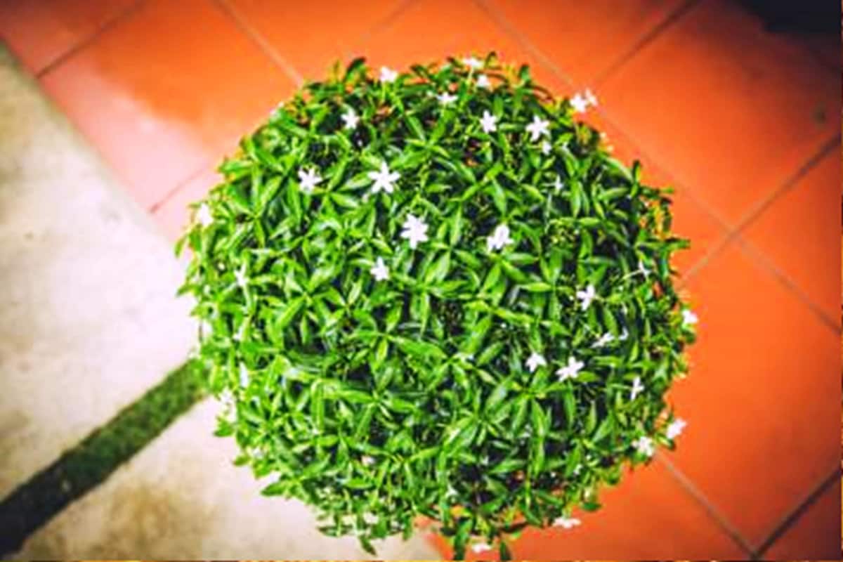 A potted plant with green leaves and white flowers on a tiled floor.