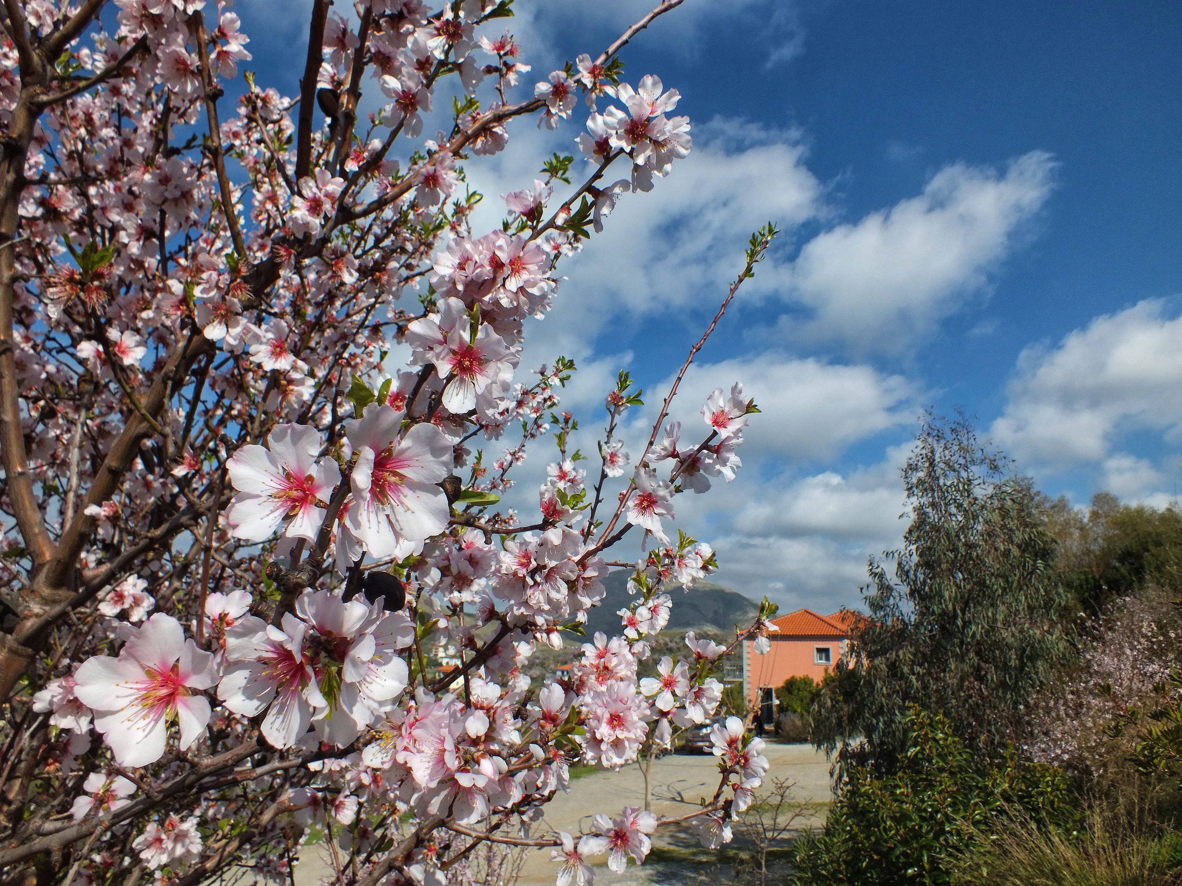A building with a red roof, surrounded by blooming trees and a clear sky.