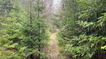 A forested path surrounded by dense evergreen trees.