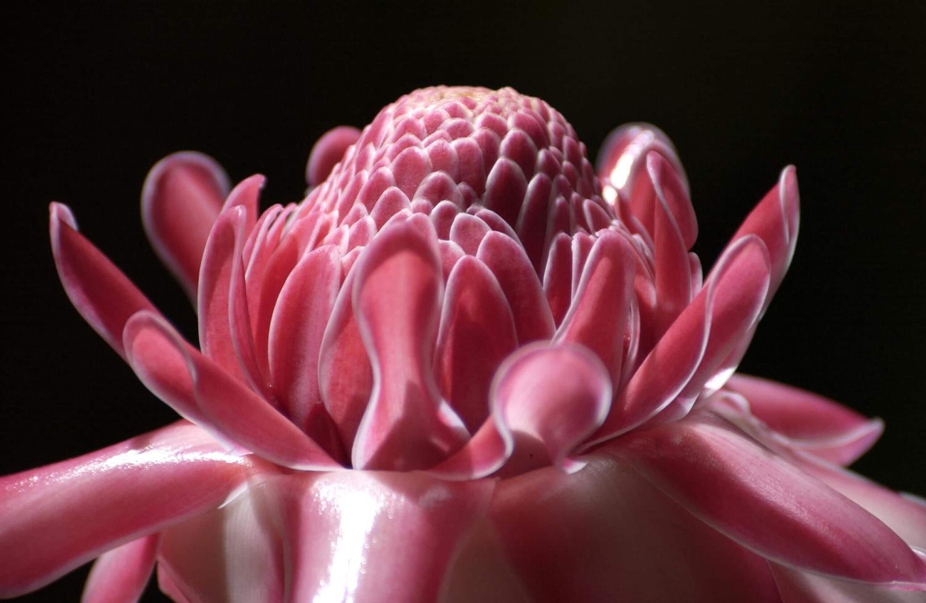 A close-up of a pink flower with a dark background.