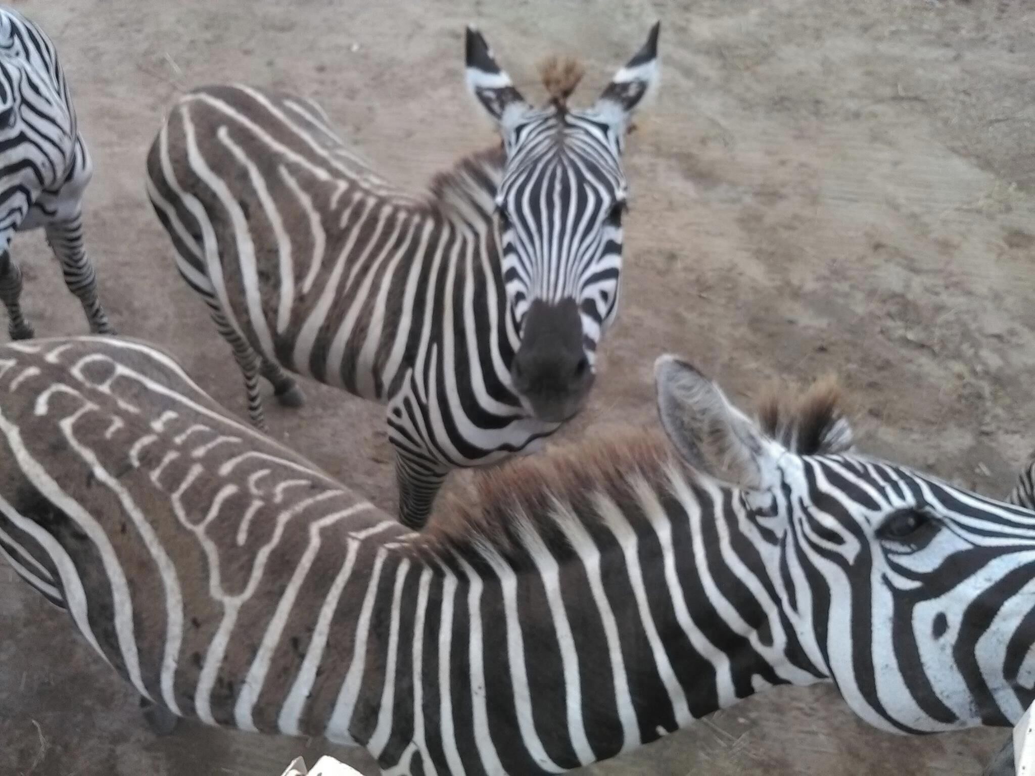 Recinto de cebras con varias zebras.