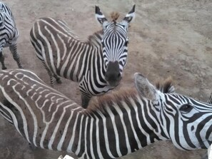Point of interest - Hotel Guanacaste (Liberia)