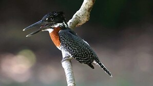 Un pájaro posado en una rama.