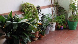 A variety of potted plants arranged on a tiled patio. - Hospedaje Lisboa Algeciras (Algeciras)