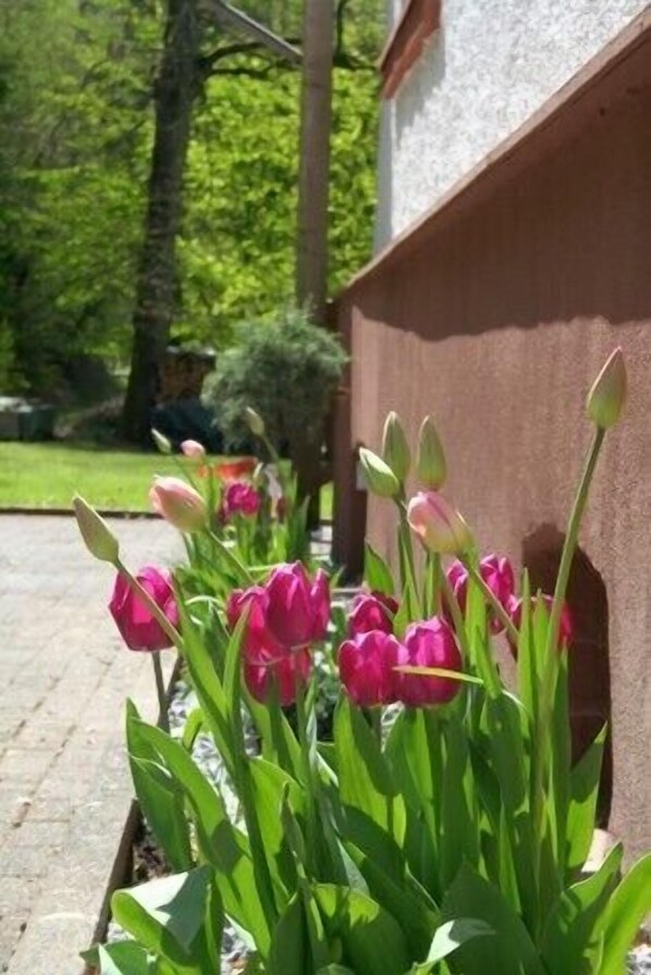 Garden - Wald Villa Üssbach (Alf)