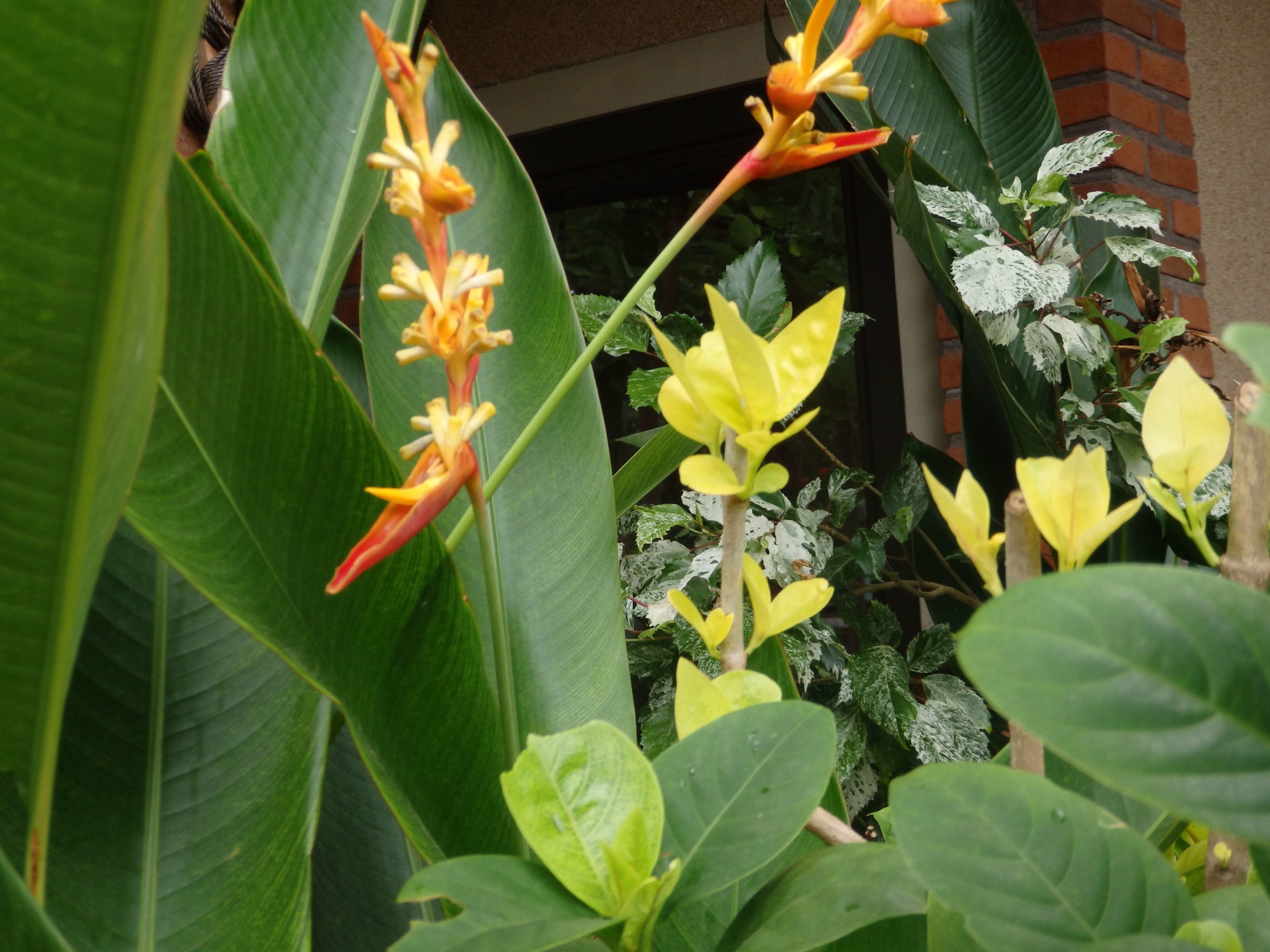 A lush garden with various plants and flowers, including large green leaves and yellow blooms.