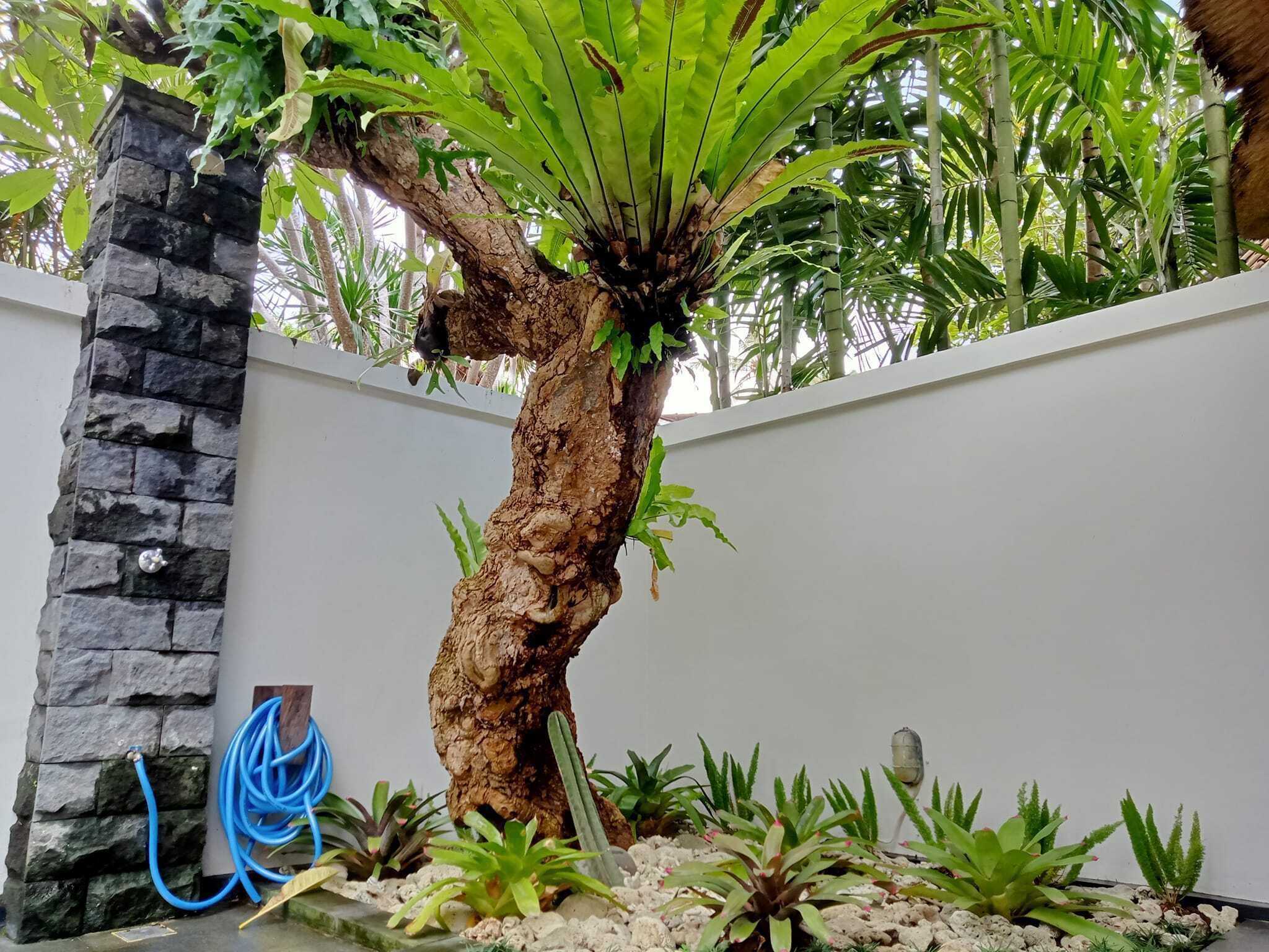 A garden with a large tree, a stone wall, and various plants.