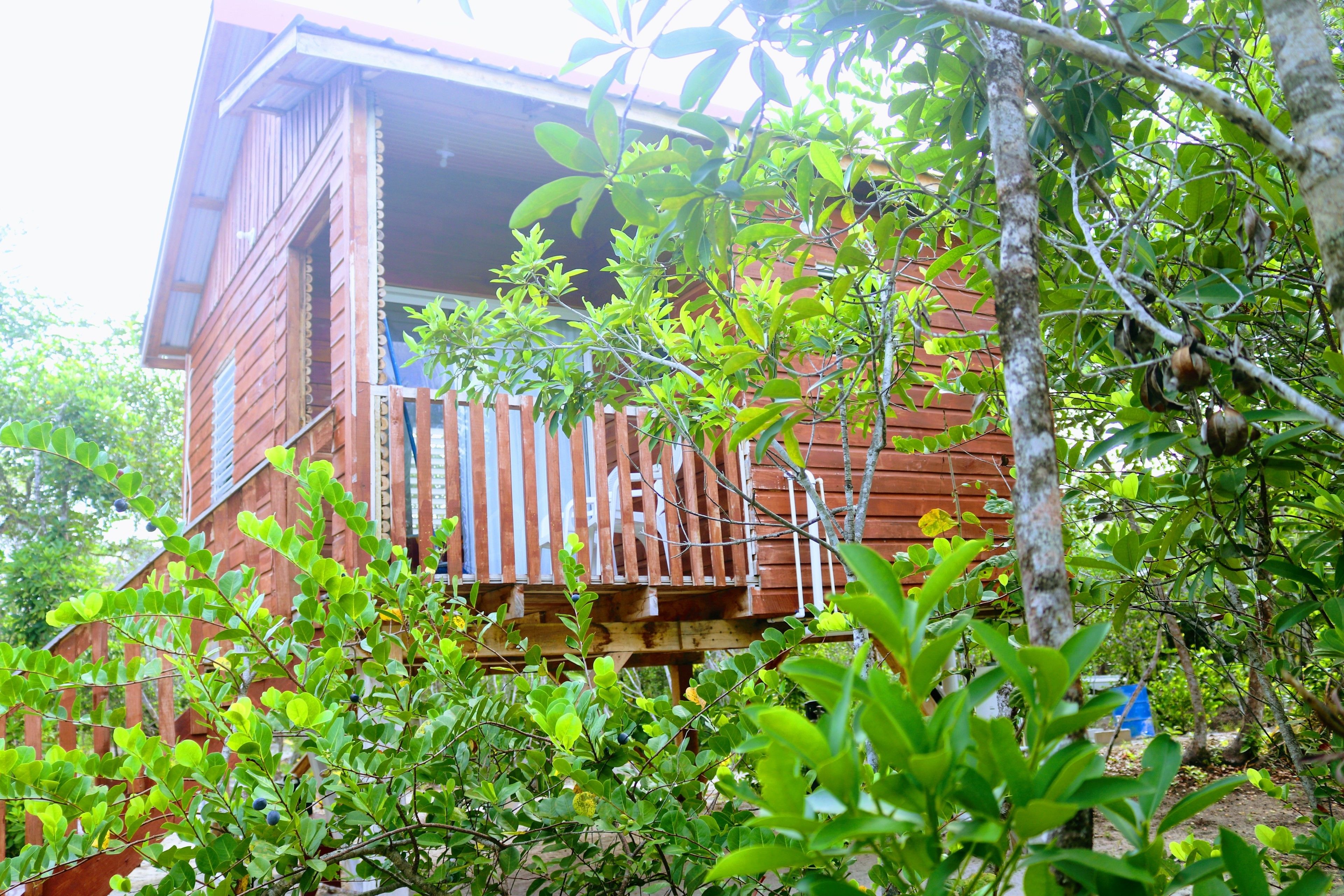 A wooden cabin with a balcony, surrounded by dense foliage.