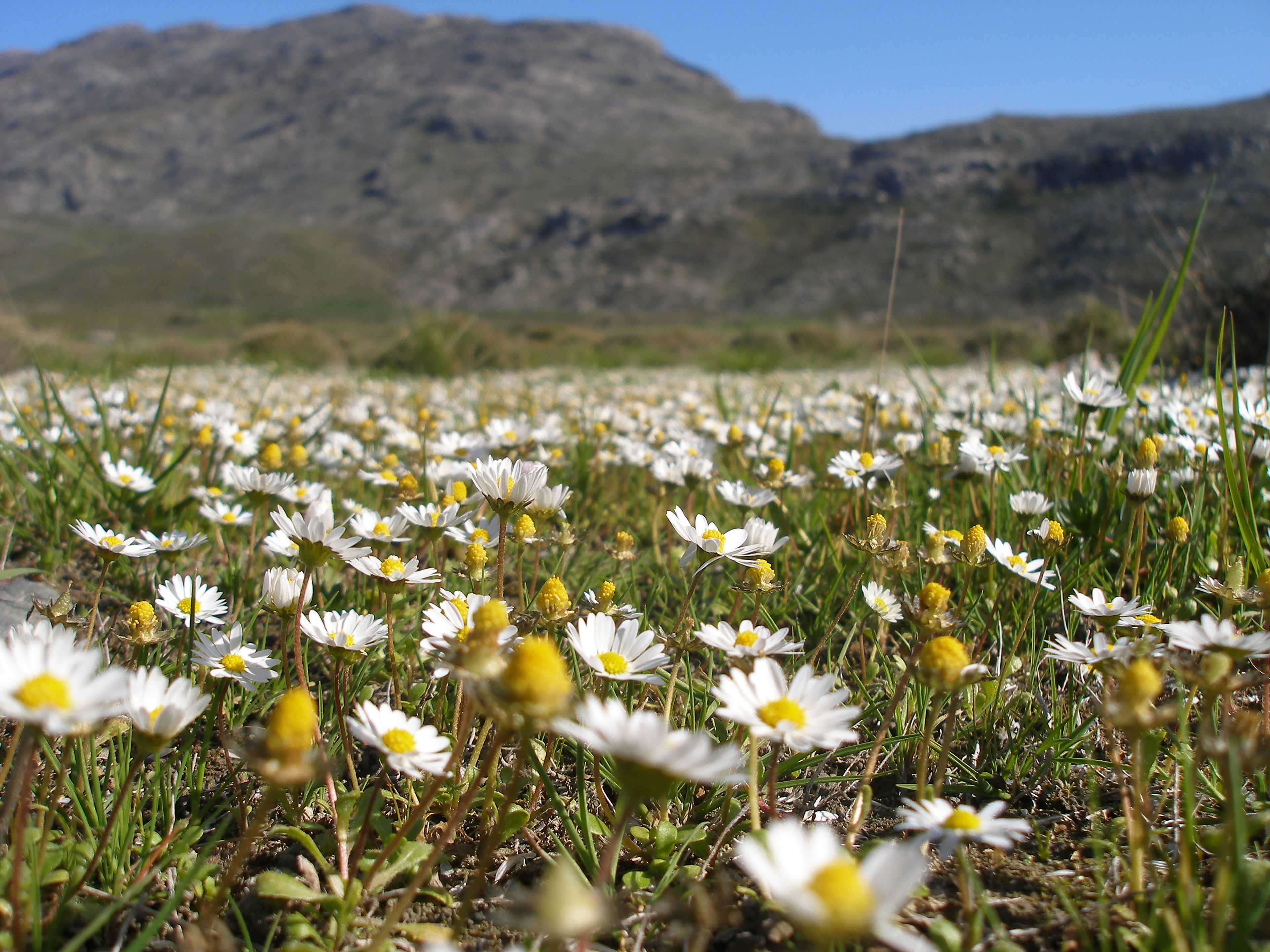 A field of daisies with a mountain in the background.