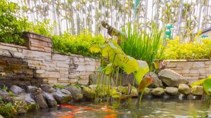 A koi pond with a small waterfall, surrounded by rocks and greenery. - SongYuan Hotel (Lugu)