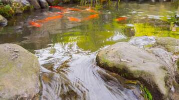 A koi pond with a small waterfall, surrounded by rocks and greenery.