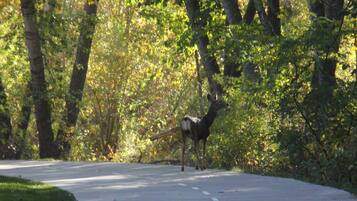 A deer crossing a road surrounded by trees.