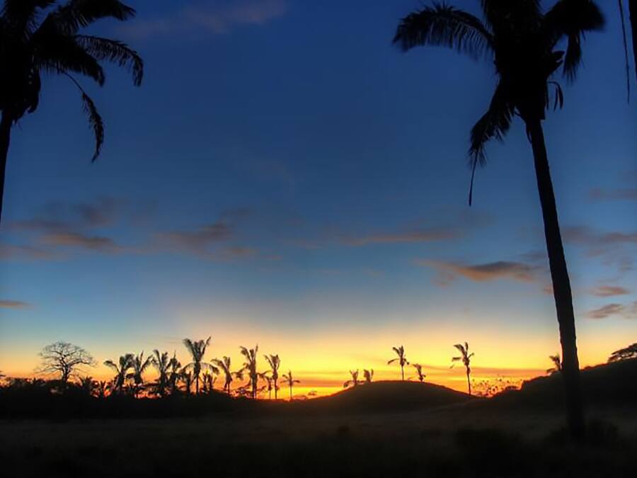 Vista do pôr do sol com palmeiras recortadas contra o céu.