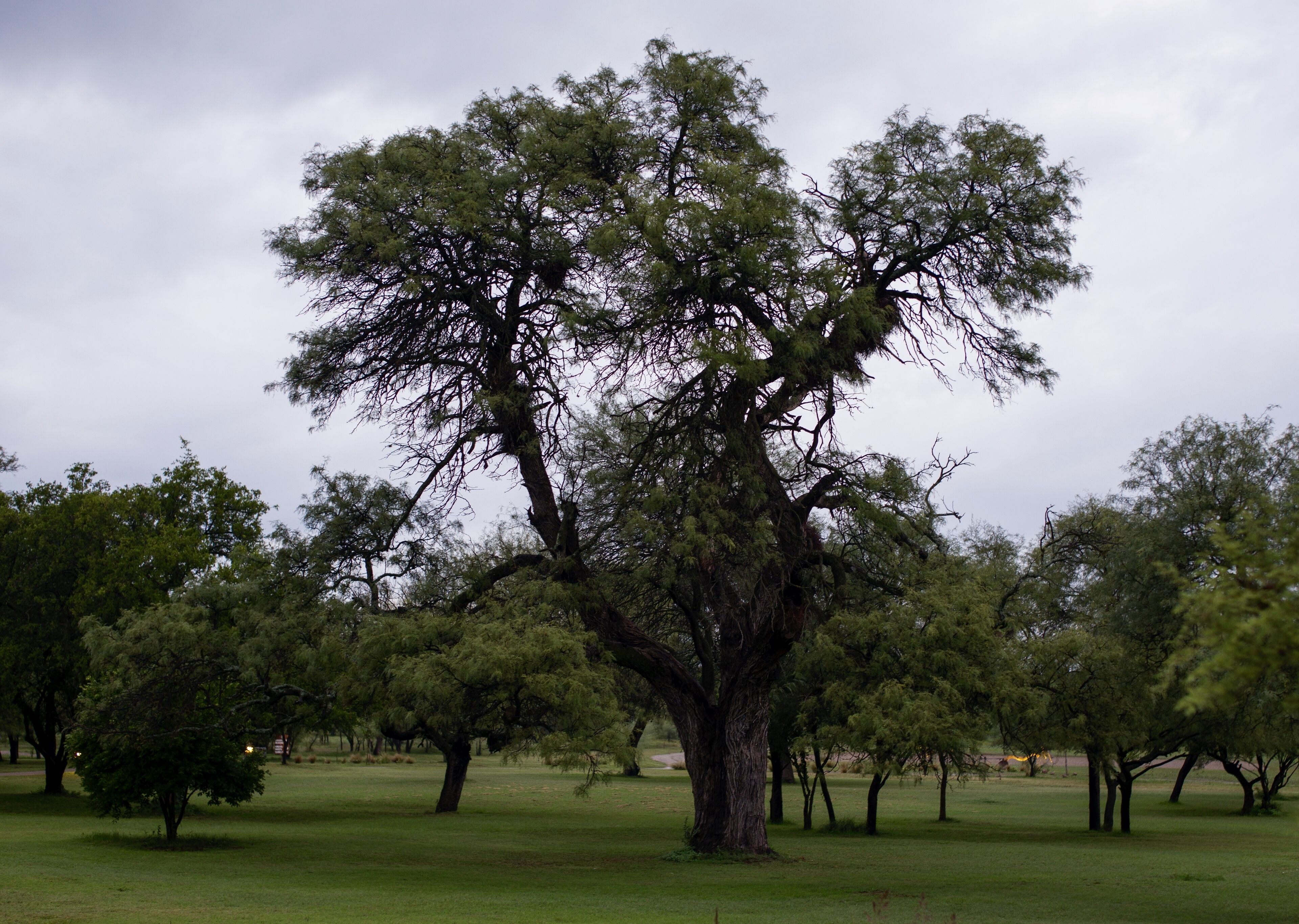 A large tree in a grassy field.