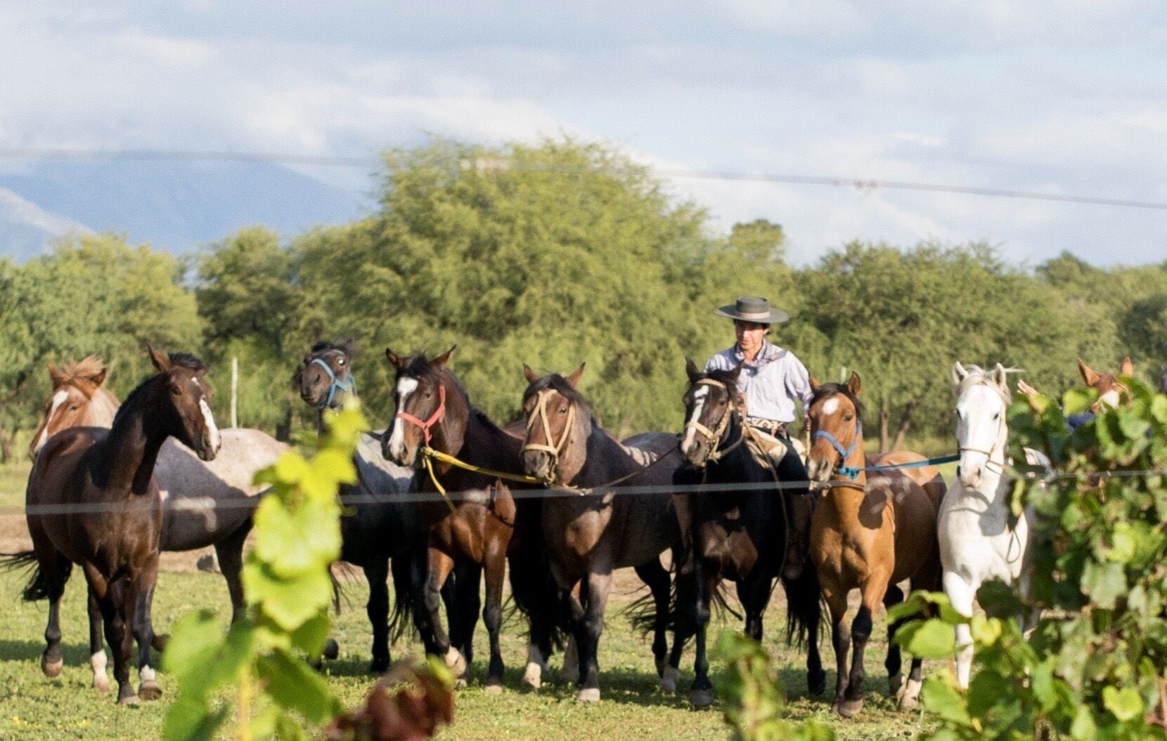 A group of horses and riders in a field with trees in the background.