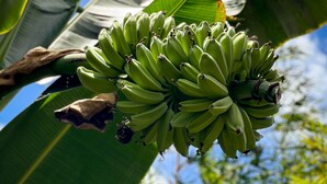 A bunch of green bananas hanging from a banana plant with large leaves and a blue sky in the background. - Alona Pawikan (Panglao)