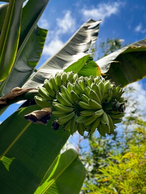 Exterior - Alona Pawikan (Panglao)