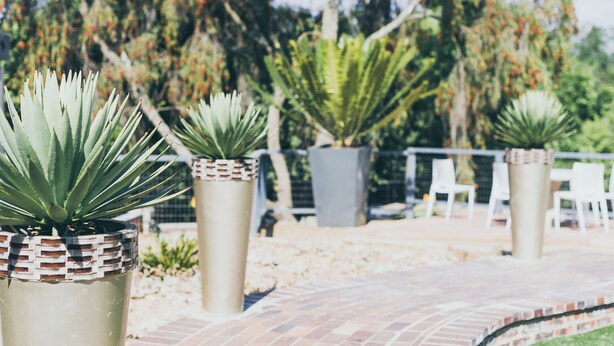 Plantas de agave en macetas en un jardín con un camino de ladrillo y sillas blancas al fondo.