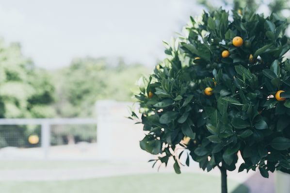A tennis court with a tree in the foreground.