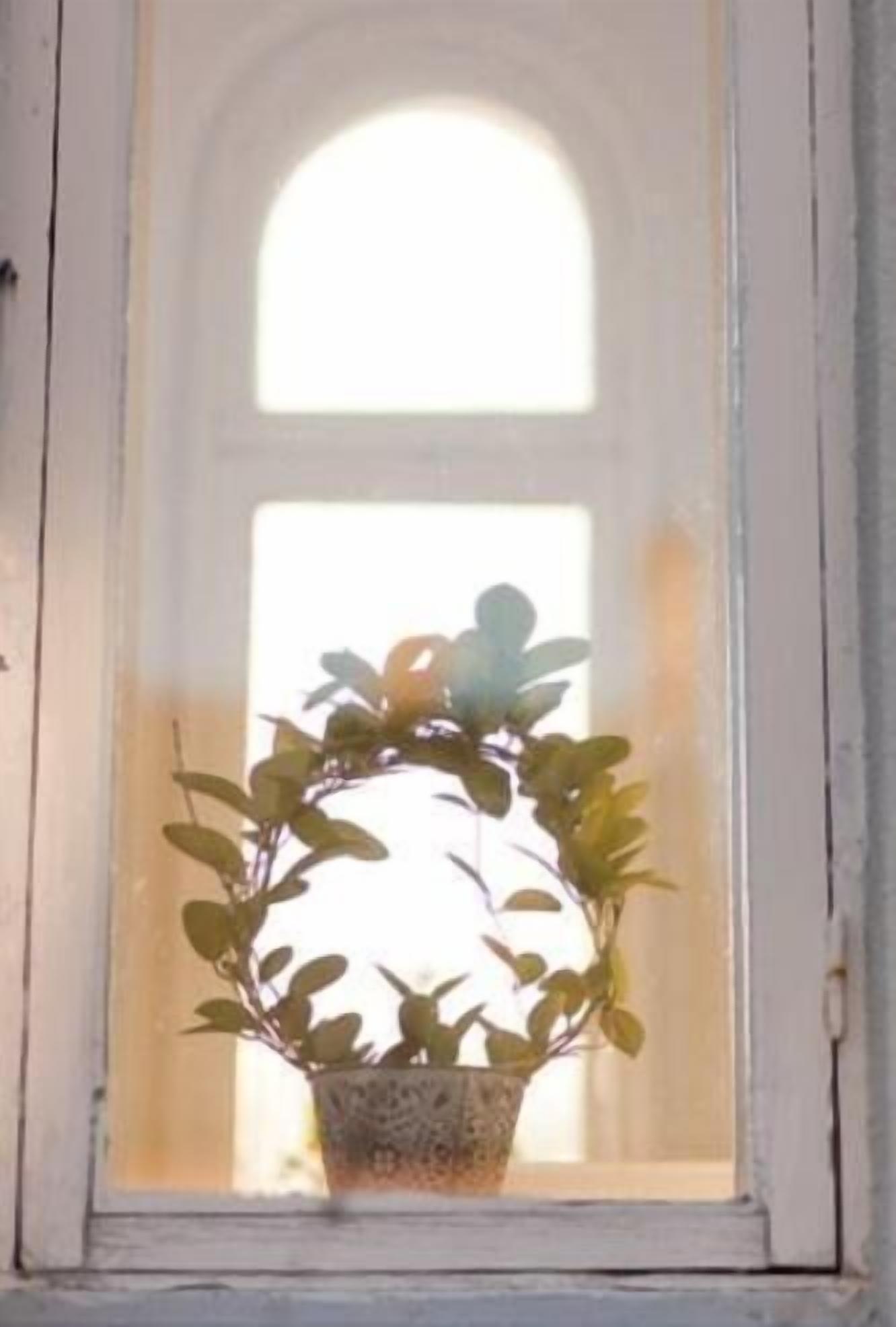 A potted plant in a window with a white frame.