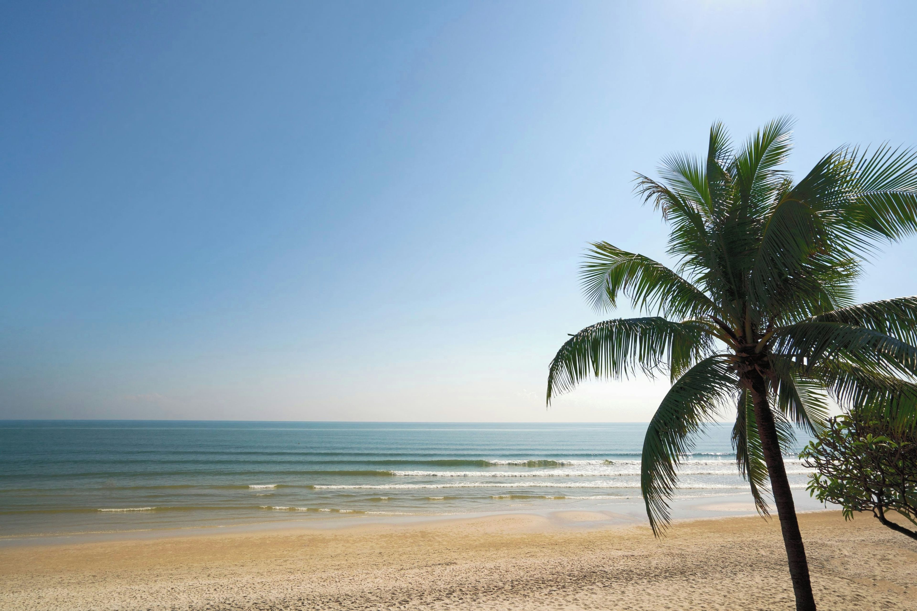 A beach with a palm tree and calm sea.