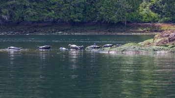 A group of birds on a rocky shore by a calm river.