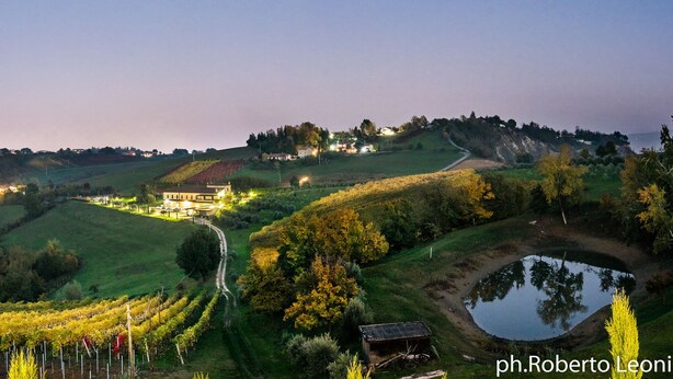 Paisagem de vinhedo com fileiras de videiras, um pequeno lago e um edifício iluminado ao fundo.