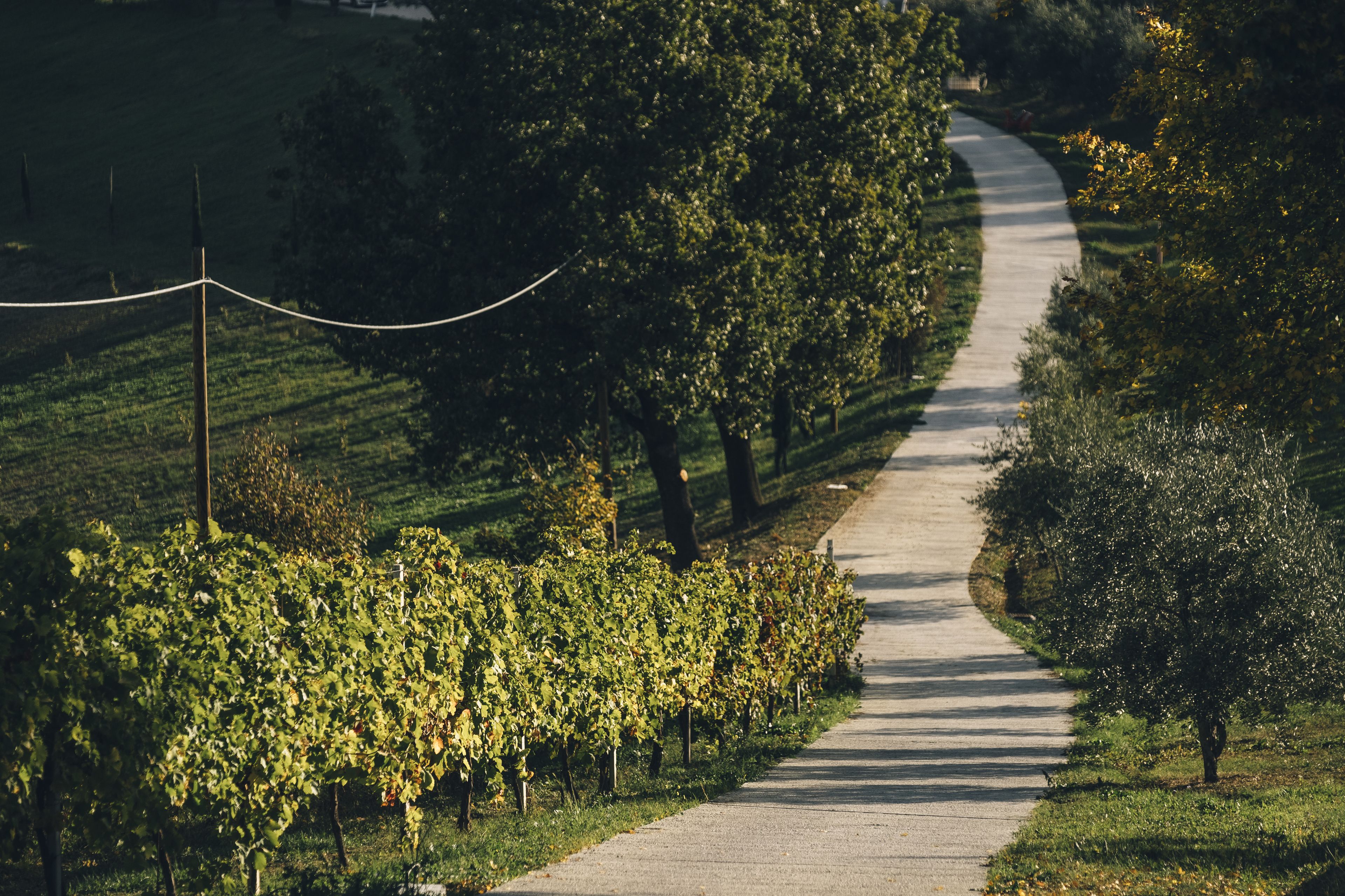 Sentiero tra i filari di vigna.
