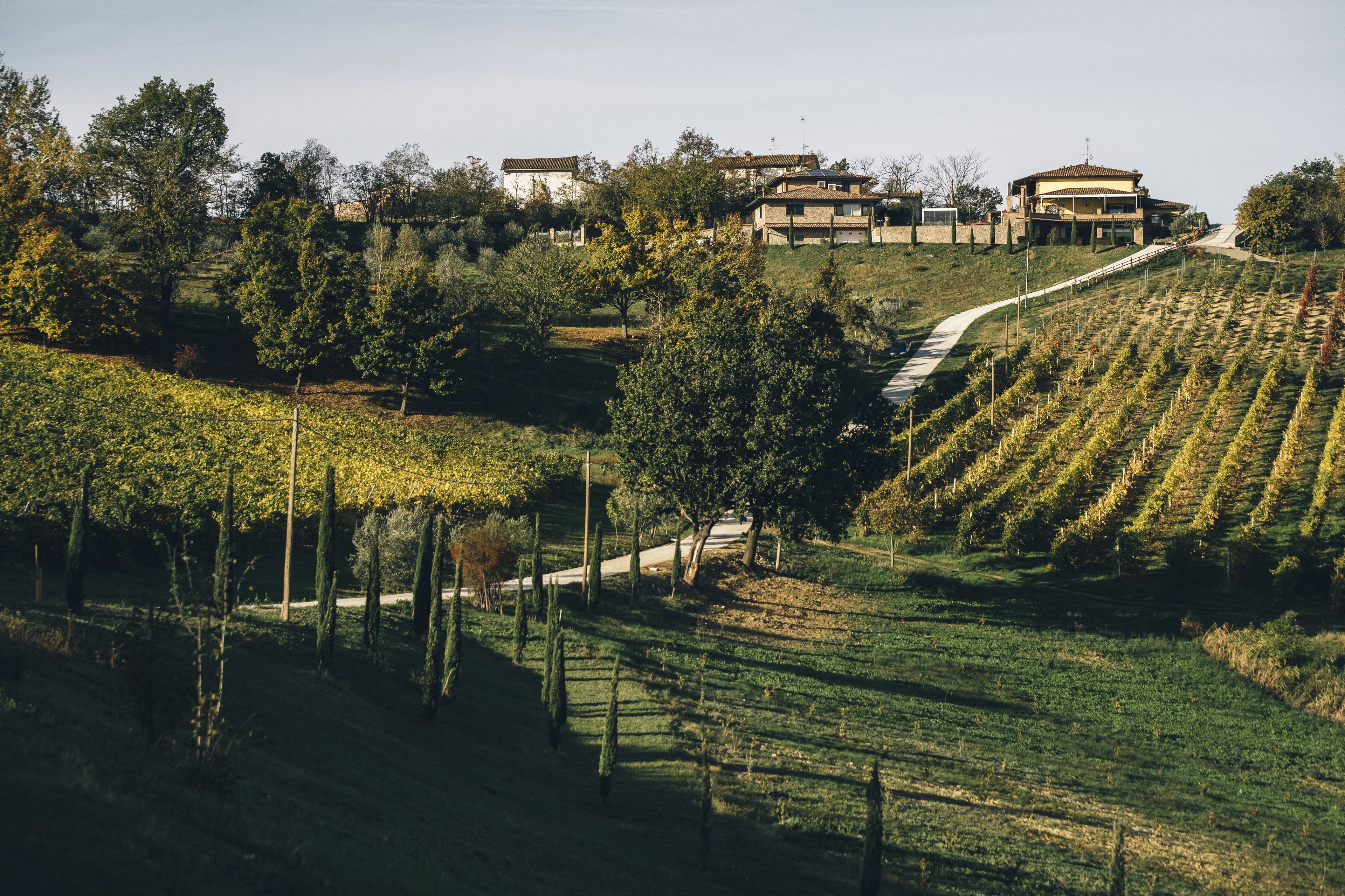 Un vigneto con file di viti, un sentiero e edifici sullo sfondo.