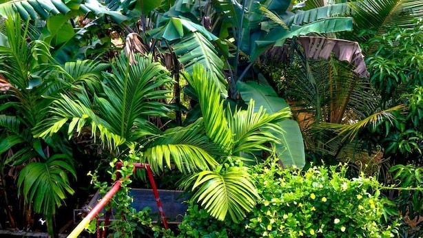 Un exuberante jardín con diversas plantas tropicales, como grandes hojas de plátano y follaje denso.