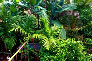 Un exuberante jardín con diversas plantas tropicales, como grandes hojas de plátano y follaje denso.