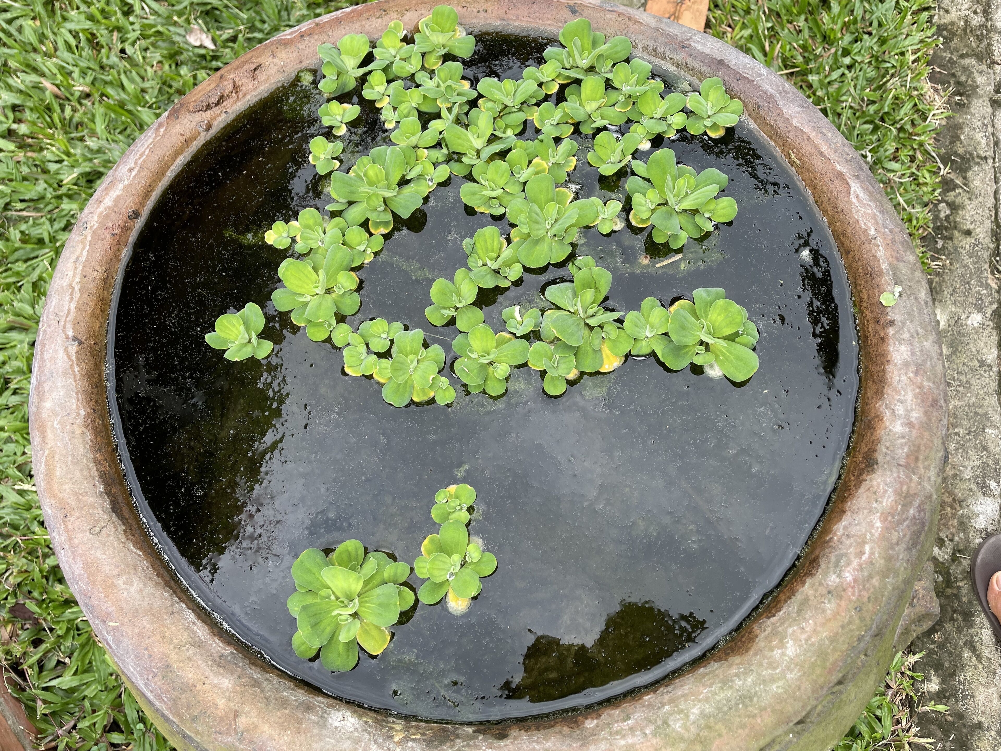 Foto - Tropical Garden Phu Quoc