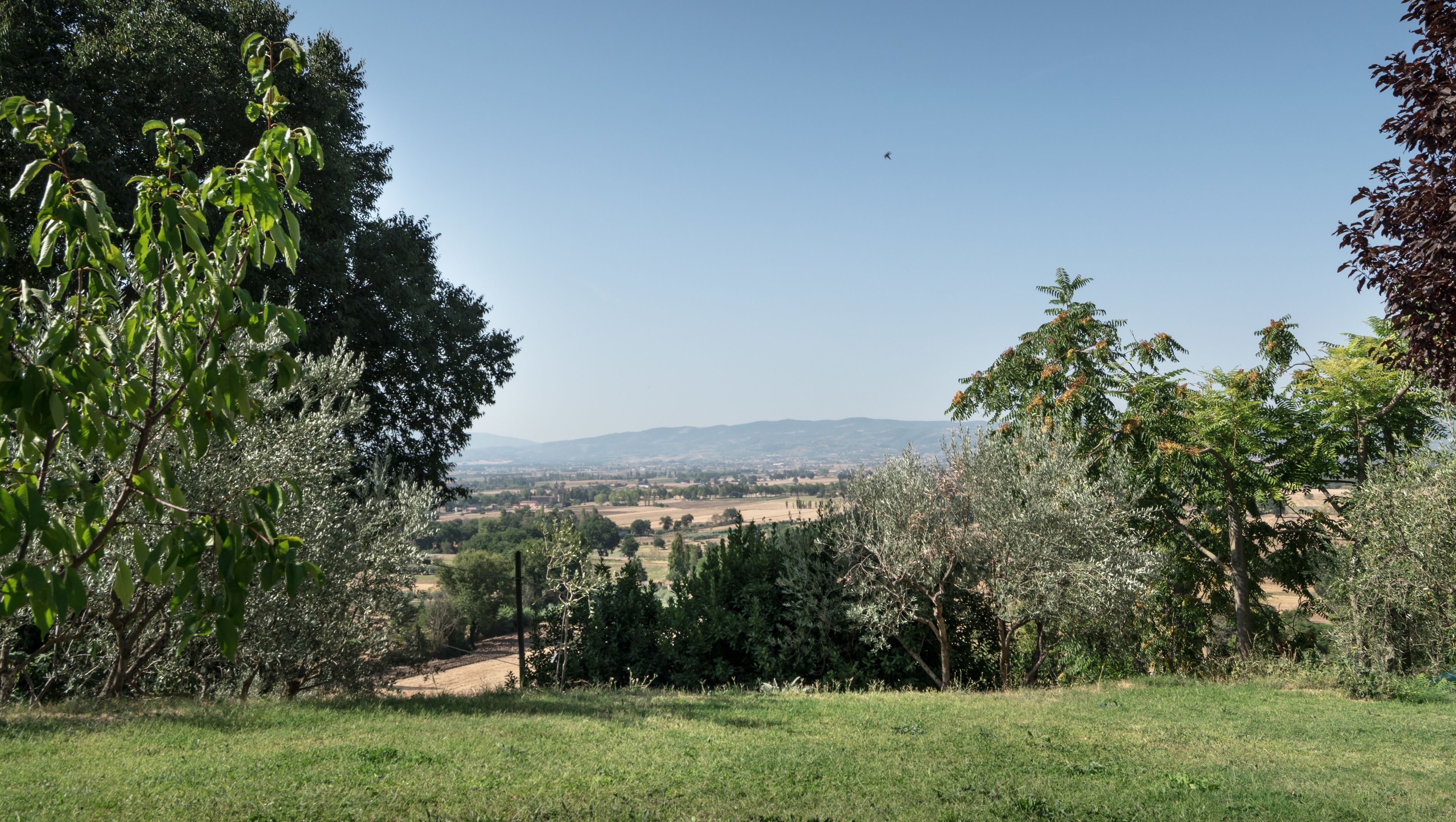A grassy field with trees and a distant view of a town and mountains.