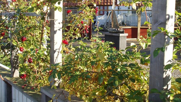 A garden with a wooden pergola, climbing roses, and a statue. - Brännö Värdshus & Pensionat Baggen (Branno)