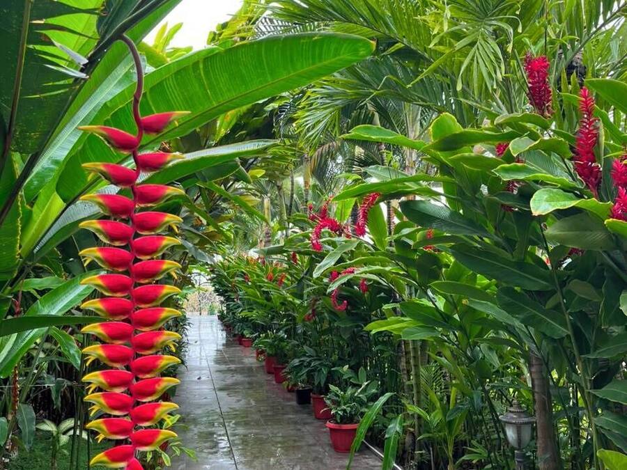 A pathway lined with various potted plants and a prominent red flower structure.