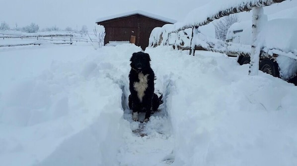 A dog standing in a snow-covered driveway with a wooden house in the background. - Ranch Terra (Rakovica)