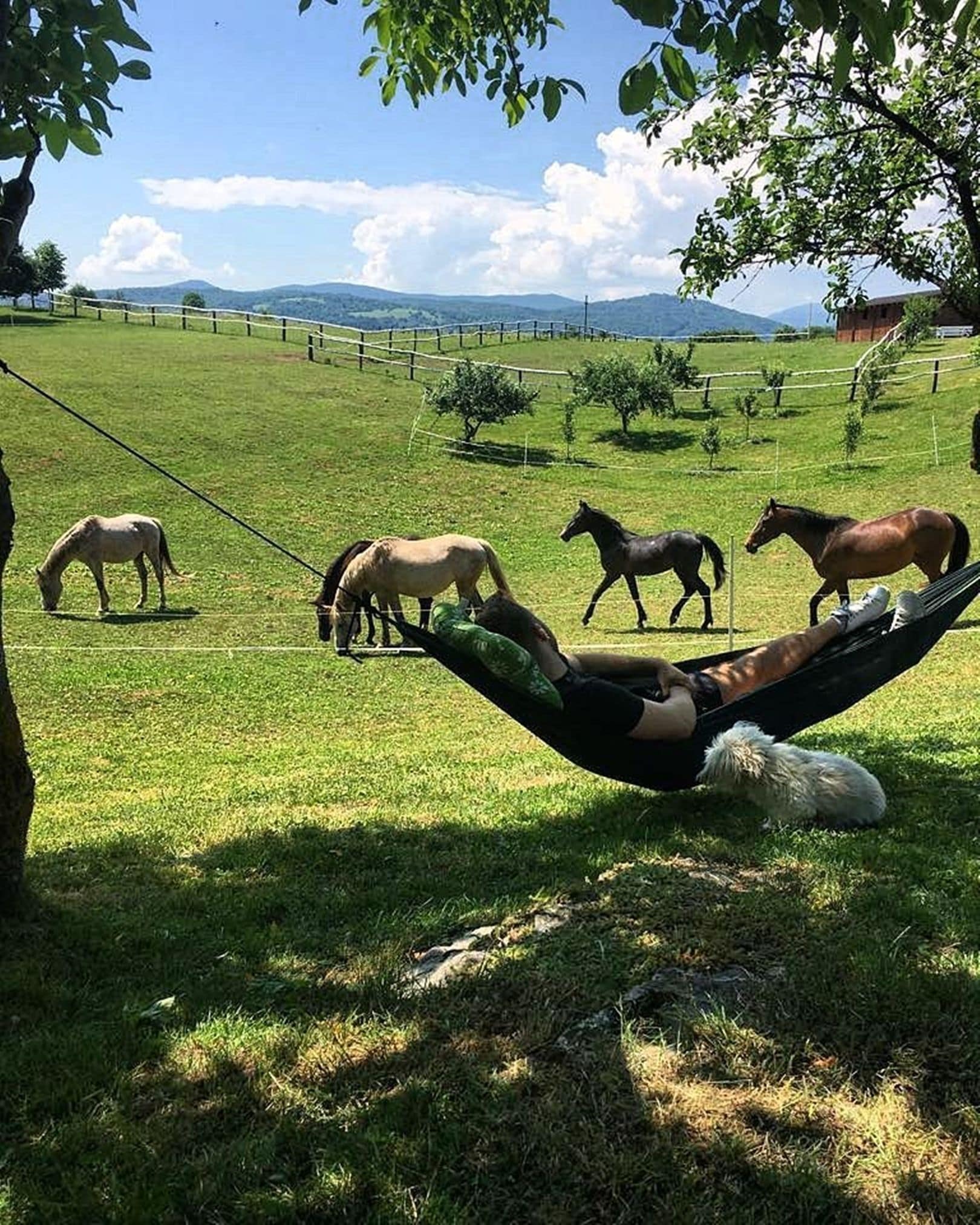 Una hamaca en un campo con caballos pastando al fondo.
